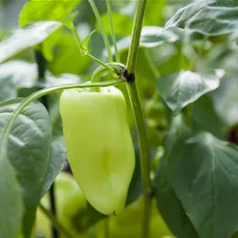 Capsicum annuum mintgrün Dolmy