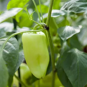 Capsicum annuum mintgrün Dolmy