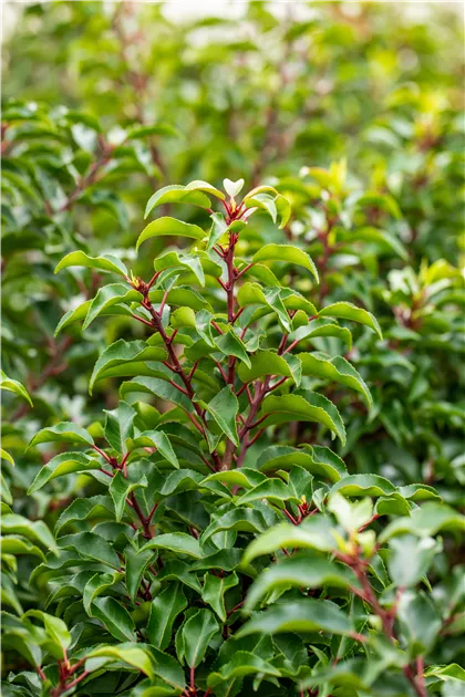Prunus lusitanica Angustifolia, Portugiesischer Kirschlorbeer 'Angustifolia'  - Bellaflora