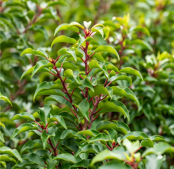 Portugiesischer Kirschlorbeer 'Angustifolia'