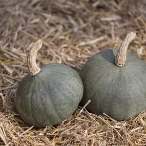 Cucurbita species Crown Price