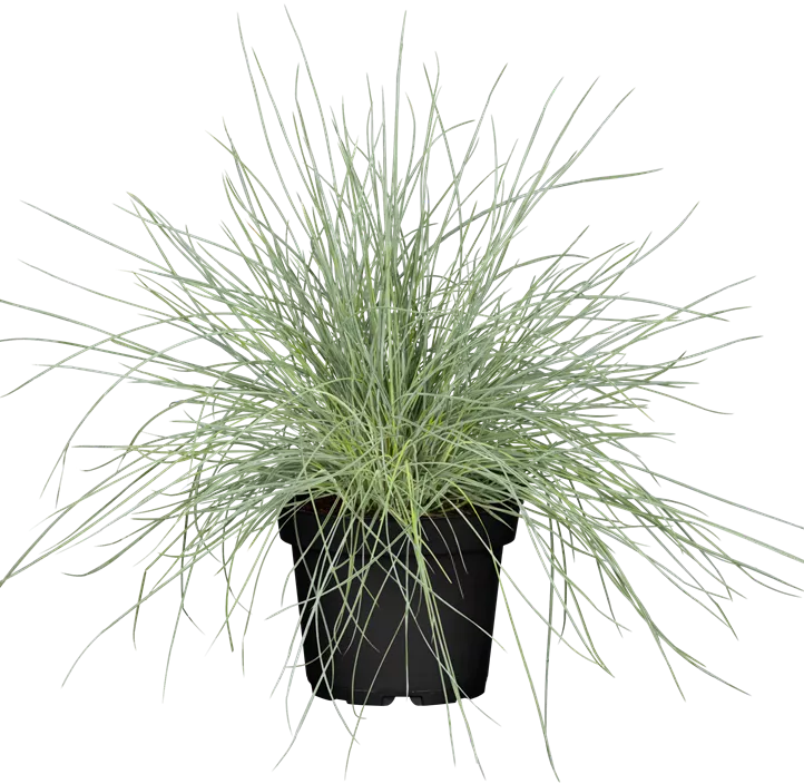 Blau-Schwingel 'Compact Blue' Blau-Schwingel 'Compact Blue'