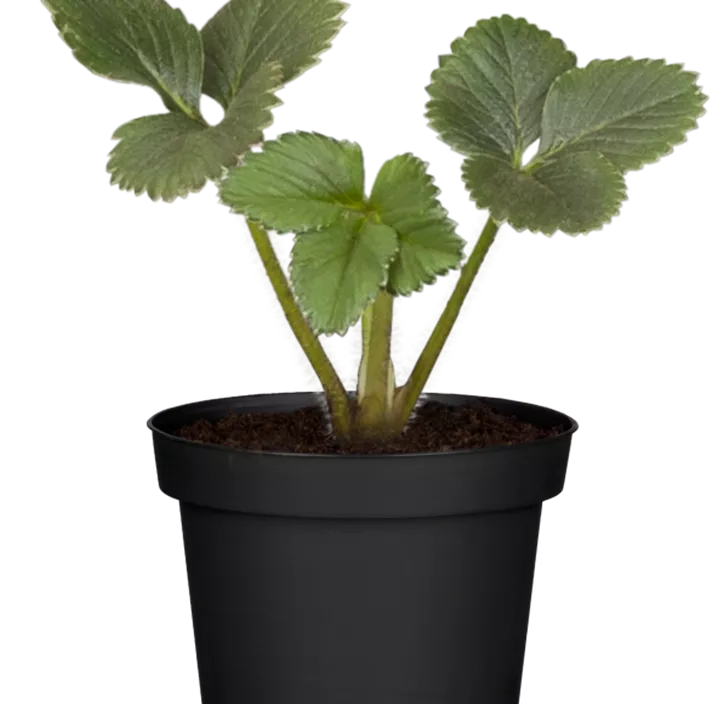 Erdbeere 'Mara de Bois' Erdbeere 'Mara de Bois'