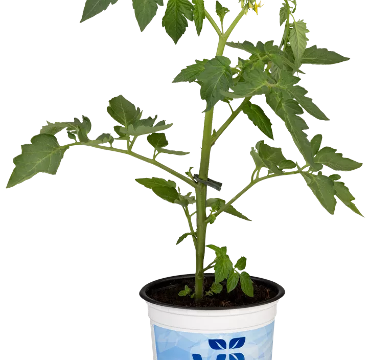 Cocktailtomate 'Bartelly'