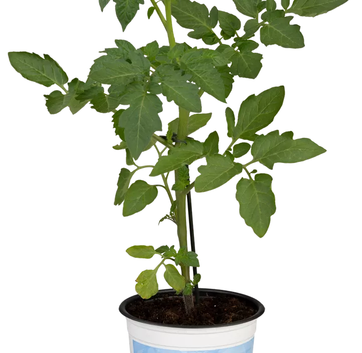 Cocktailtomate 'Bartelly'