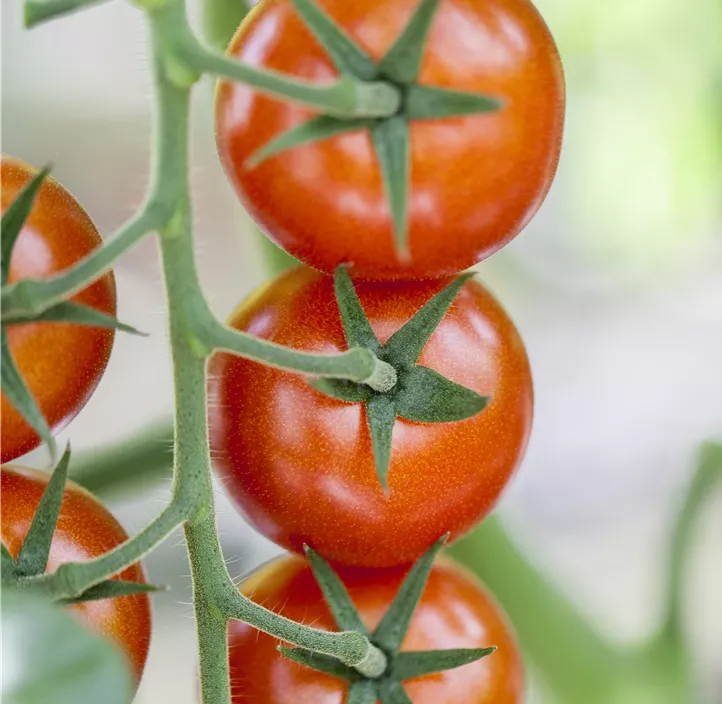 Tomate 'Bolstar Gimli'