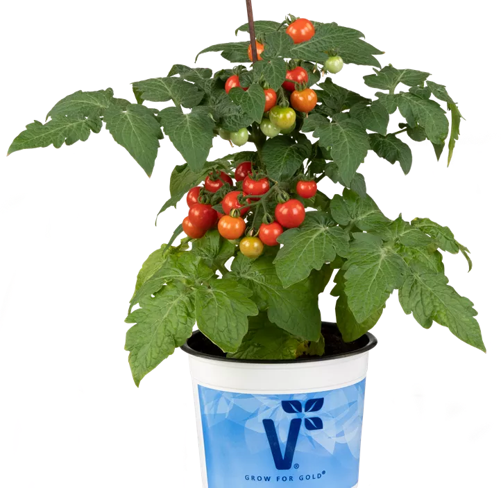 Topf-Tomate 'Strongboy'