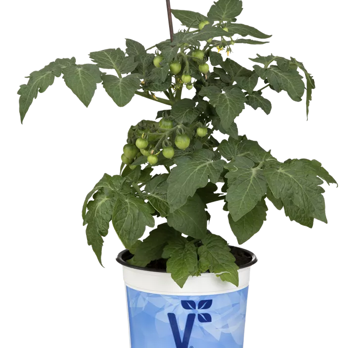 Topf-Tomate 'Strongboy'