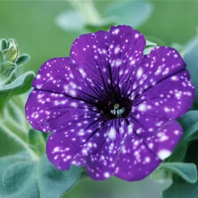 Petunia Hybride Surfinia Night Sky