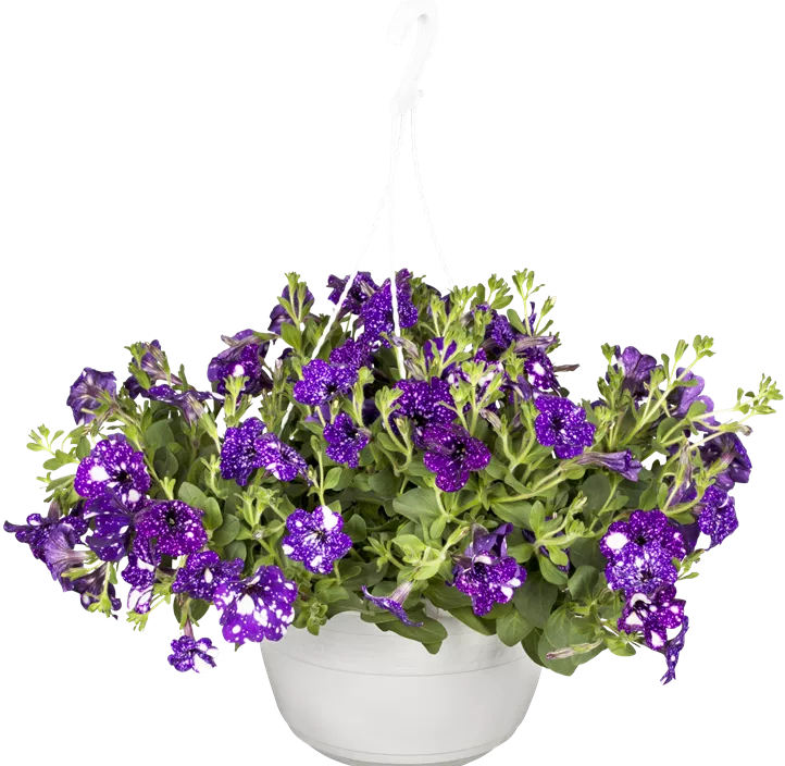 Petunie 'NightSky'® Petunie 'NightSky'®