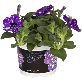 Petunia Hybride Surfinia Night Sky