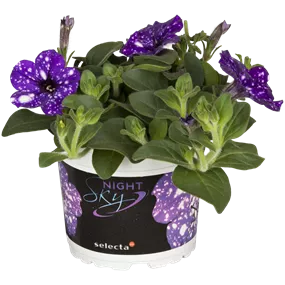 Petunia Hybride Surfinia Night Sky