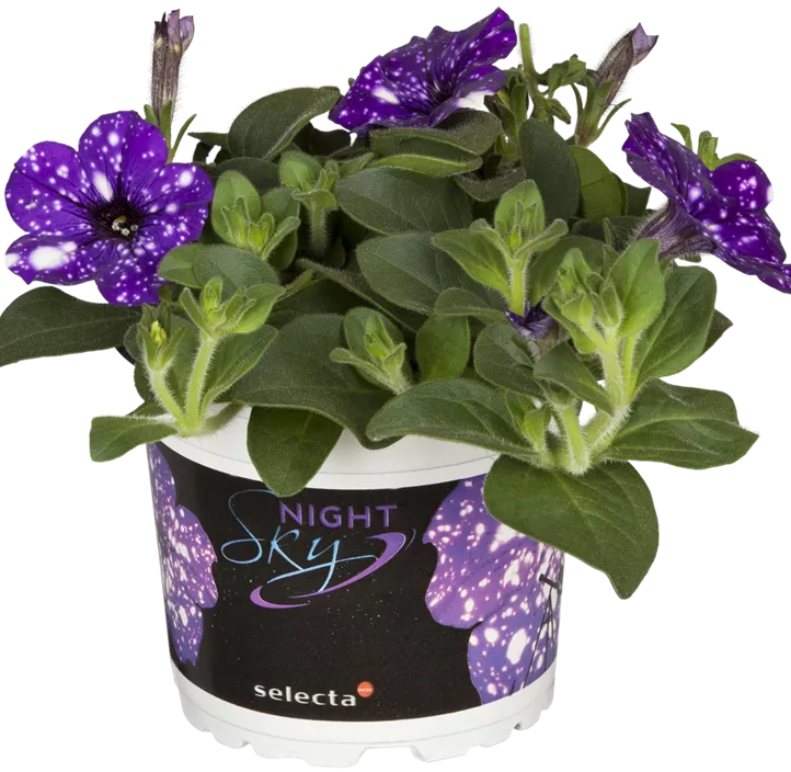 Petunie 'NightSky'® Petunie 'NightSky'®