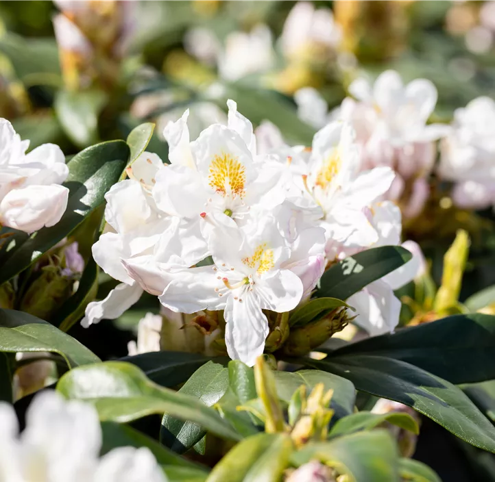 Rhododendron-Hybride 'Madame Masson' Rhododendron-Hybride 'Madame Masson'