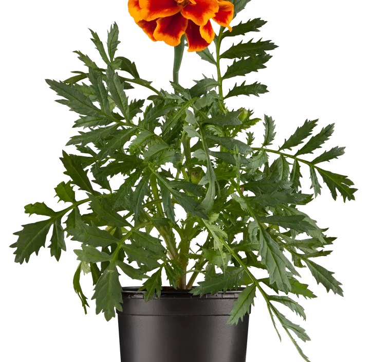 Niedrige Studentenblume