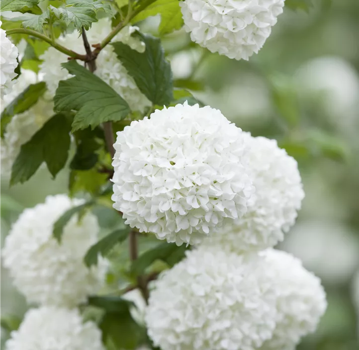 Viburnum Opulus Roseum Gew hnlicher Schneeball Roseum Bellaflora viburnum-opulus-roseum-gew-hnlicher-schneeball-roseum-bellaflora