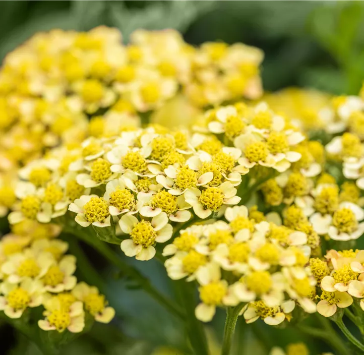 Schafgarbe 'Milly Rock' Schafgarbe 'Milly Rock'