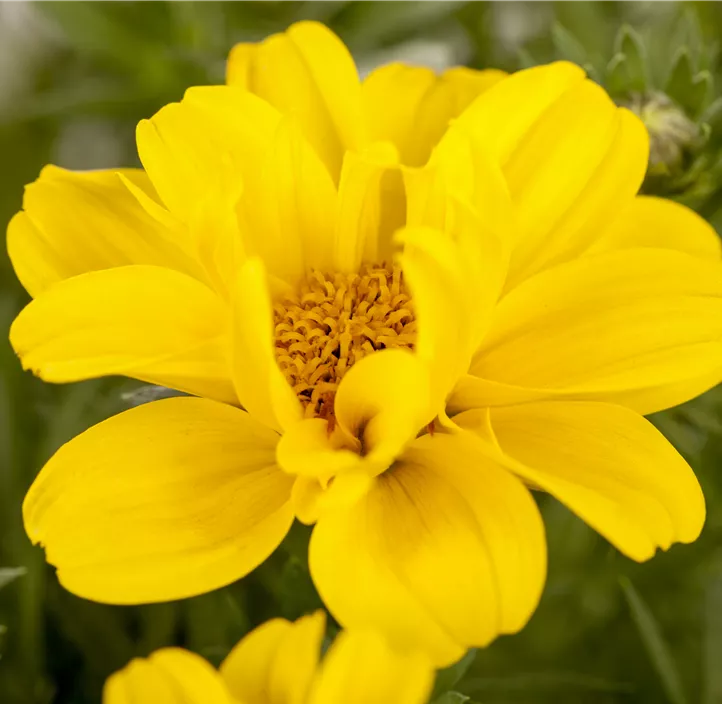 Zweizahn BeeDance®  Zweizahn BeeDance®