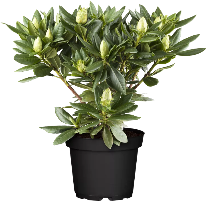 Rhododendron-Hybride 'Cosmopolitan' Rhododendron-Hybride 'Cosmopolitan'