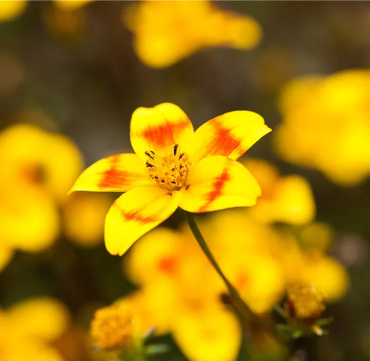 Zweizahn BeeDance®  Zweizahn BeeDance®