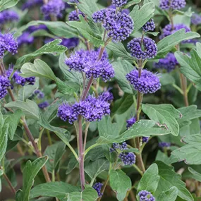 Caryopteris x clandonensis Petit Bleu