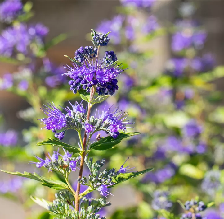 Bartblume 'Blue Knight'
