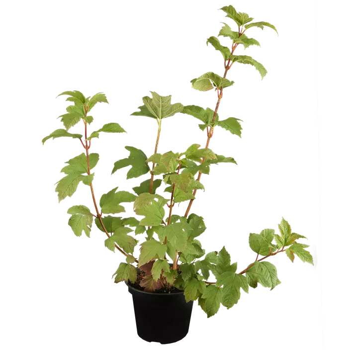 Gewöhnlicher Schneeball 'Roseum'