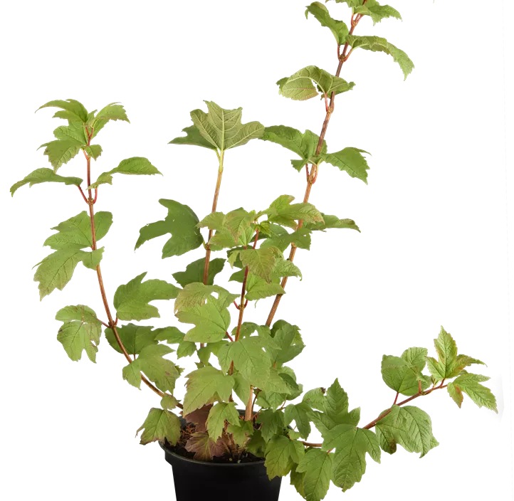 Gewöhnlicher Schneeball 'Roseum' Gewöhnlicher Schneeball 'Roseum'