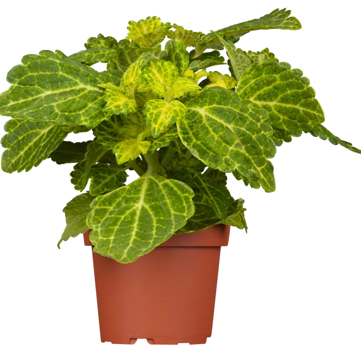 Buntnessel Buntnessel