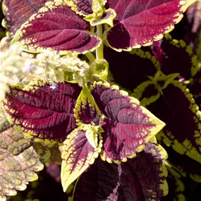 Coleus blumei Coleus blumei
