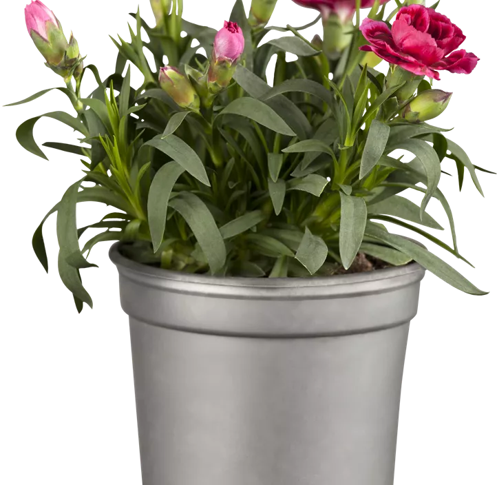 Gartennelke 'Oscar®'