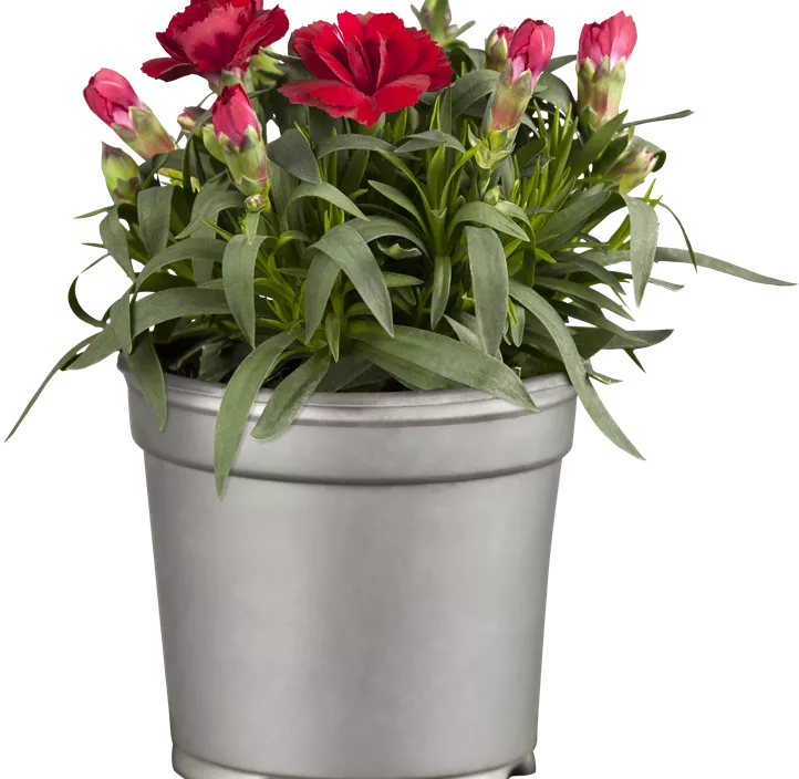 Gartennelke 'Oscar®'