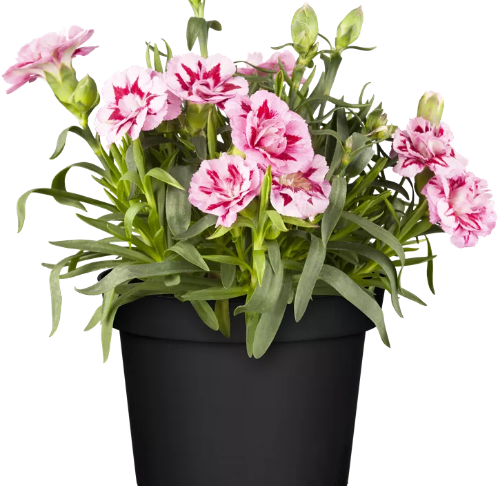 Gartennelke 'Oscar®'