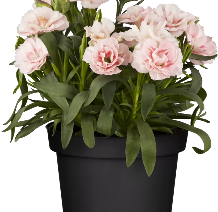 Gartennelke 'Oscar®'