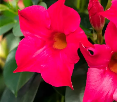 Dipladenia sanderiana Sundavilla Busch