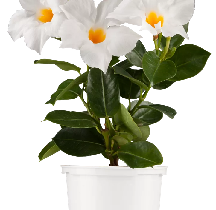 Dipladenia 'Sundaville®' Dipladenia 'Sundaville®'