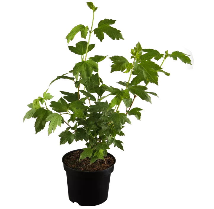 Gewöhnlicher Schneeball 'Roseum'