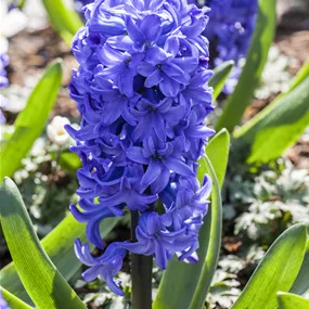 Hyacinthus orientalis blau