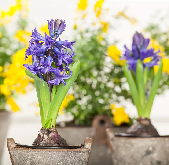 Garten-Hyazinthe Garten-Hyazinthe