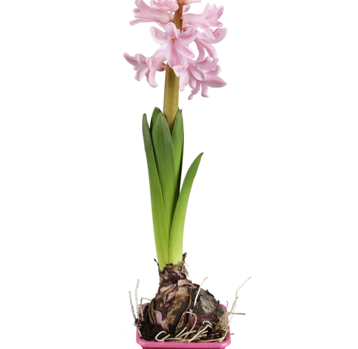 Garten-Hyazinthe Garten-Hyazinthe