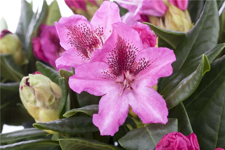Rhododendron Hybride Cosmopolitan, Rhododendron-Hybride 'Cosmopolitan' -  Bellaflora