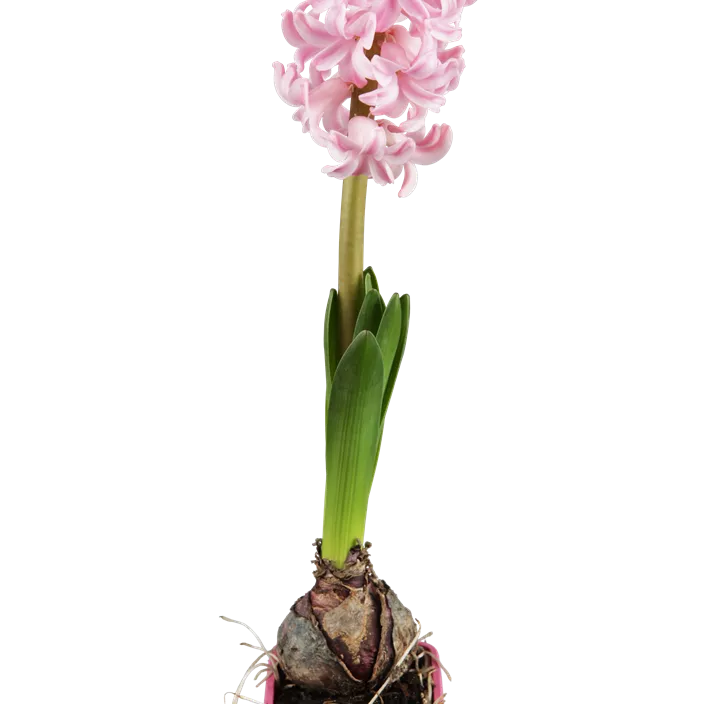 Garten-Hyazinthe Garten-Hyazinthe