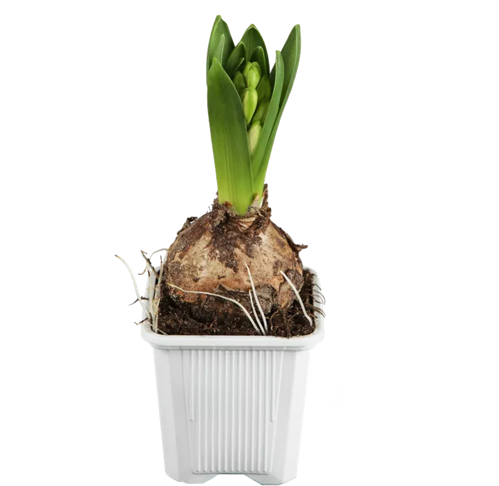 Garten-Hyazinthe Garten-Hyazinthe