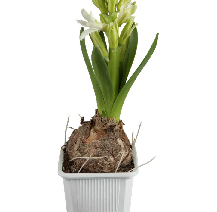 Garten-Hyazinthe Garten-Hyazinthe