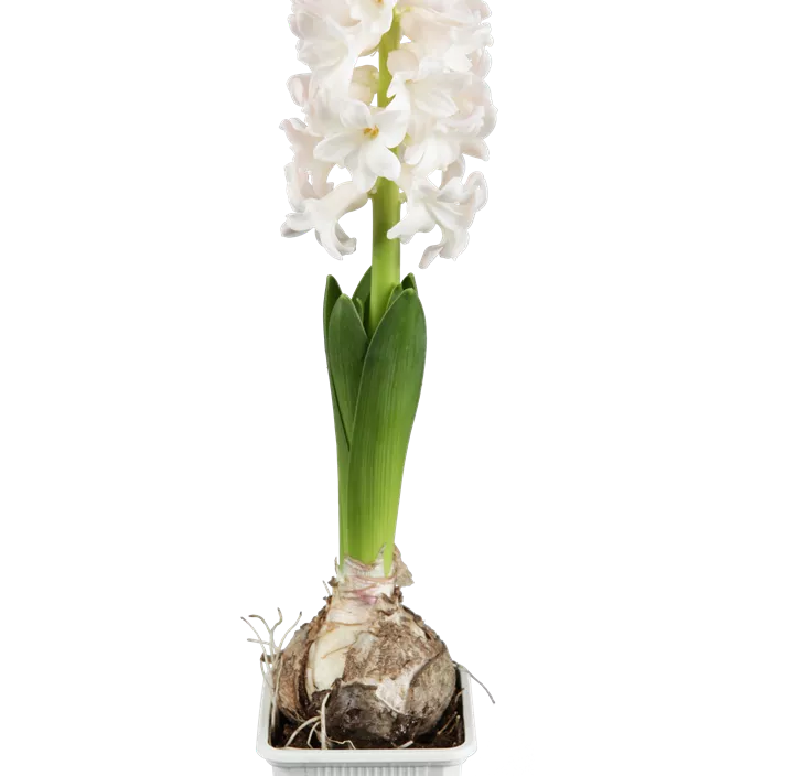 Garten-Hyazinthe Garten-Hyazinthe