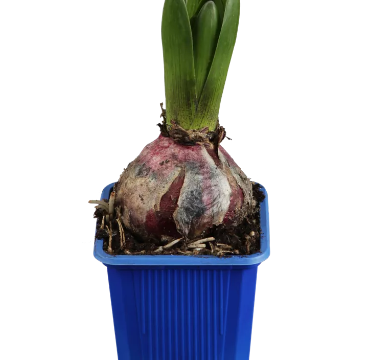 Garten-Hyazinthe Garten-Hyazinthe