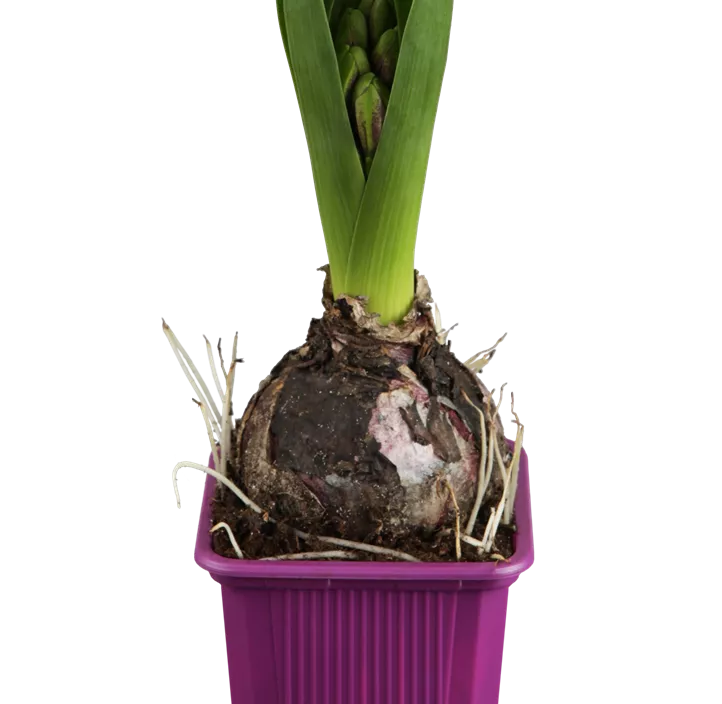 Garten-Hyazinthe Garten-Hyazinthe