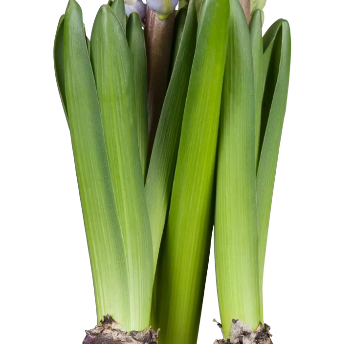 Garten-Hyazinthe Garten-Hyazinthe