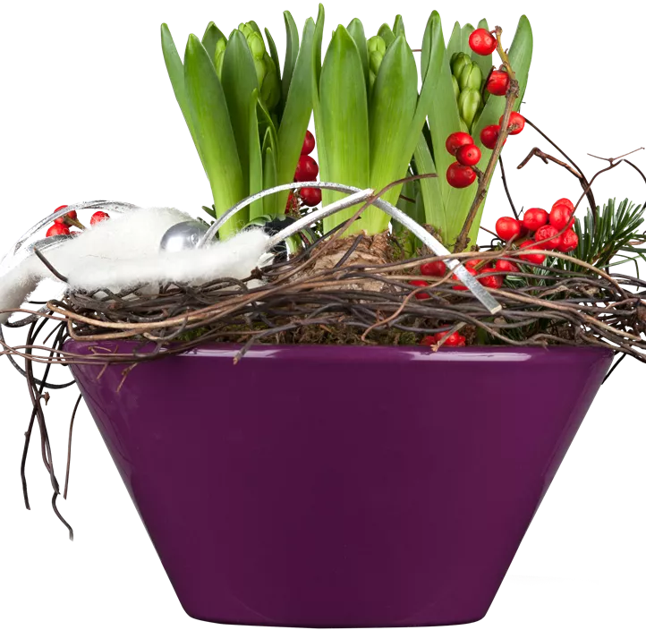 Garten-Hyazinthe Garten-Hyazinthe