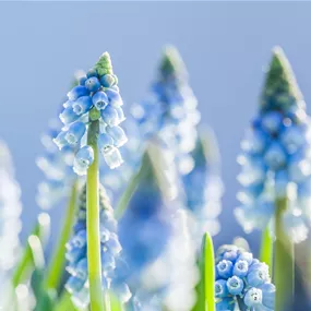 Muscari armeniacum Ocean magic